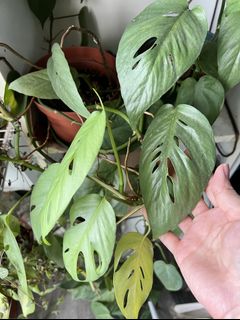 (Category: ) located in . Submitted by calathea2020 (Listing ID 1156833869, Image 1). Description: .