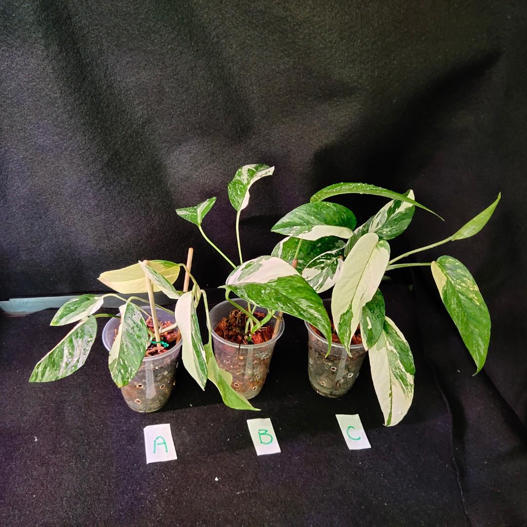 Epipremnum Pinnatum 'Yellow Variegated, Furniture & Home Living, Gardening,  Plants & Seeds on Carousell