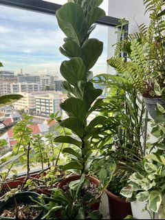 (Category: ) located in . Submitted by calathea2020 (Listing ID 1156833151, Image 1). Description: .