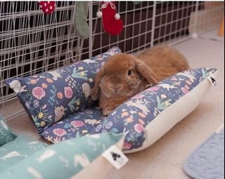 (Category: ) located in . Submitted by piggypets (Listing ID 1156735630, Image 1). Description: .