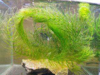 Hornwort