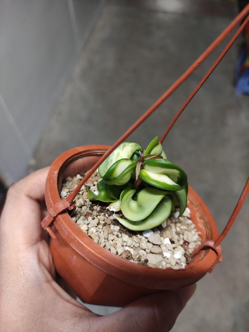 Hoya Compacta Mauna Loa, Furniture & Home Living, Gardening, Plants