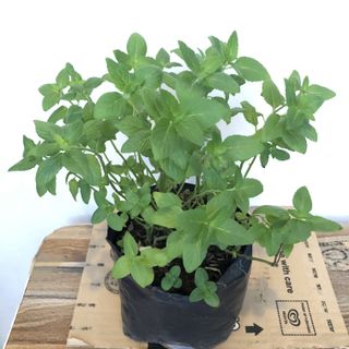 (Category: ) located in . Submitted by urbangardener (Listing ID 1156866827, Image 1). Description: .