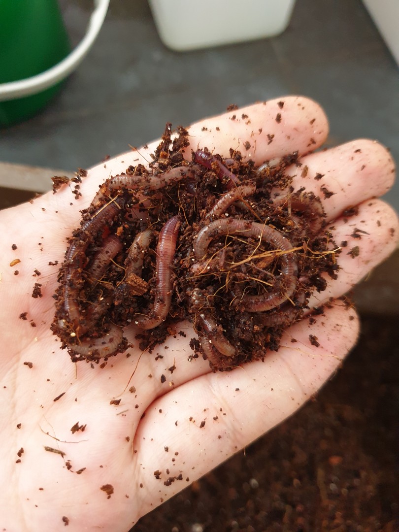 Malaysian Blue Composting Worms, Furniture & Home Living, Gardening
