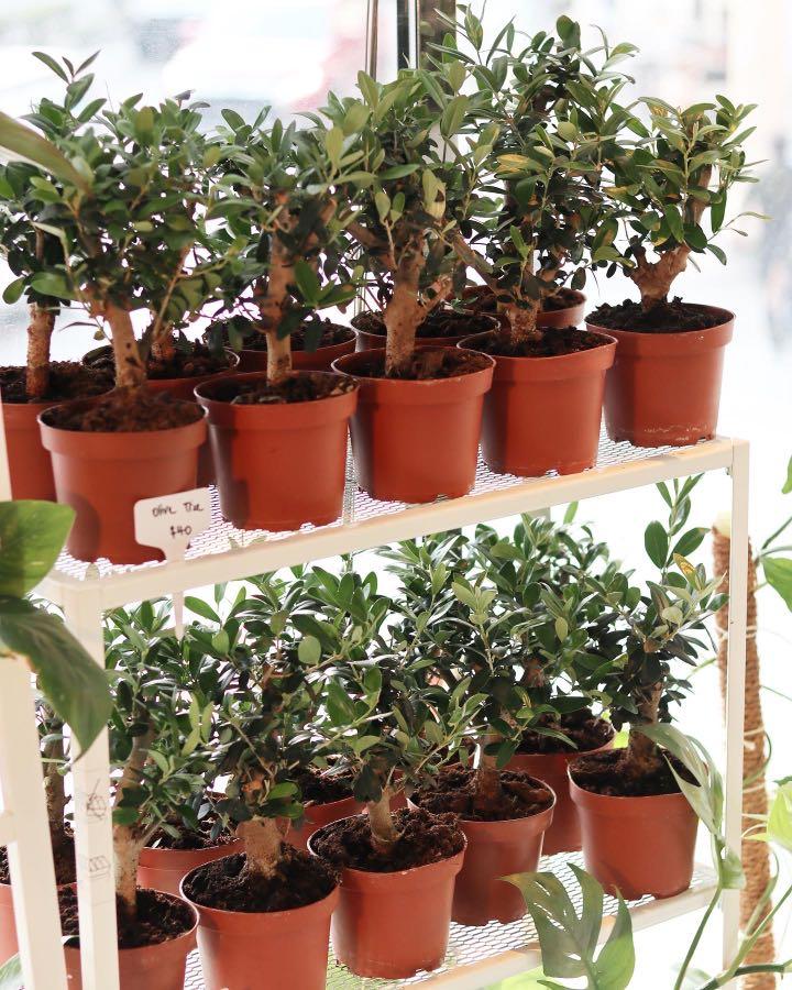 Olive Tree, Furniture & Home Living, Gardening, Plants & Seeds on Carousell