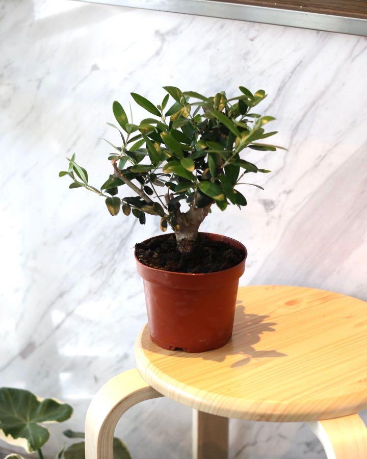 Olive Tree, Furniture & Home Living, Gardening, Plants & Seeds on Carousell
