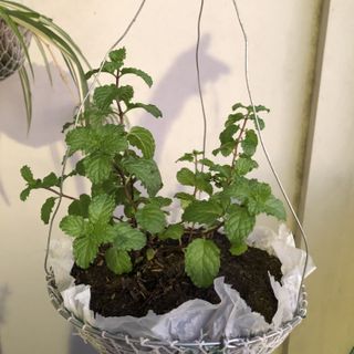 (Category: ) located in . Submitted by urbangardener (Listing ID 1156868354, Image 1). Description: .