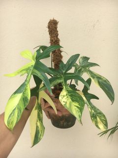 (Category: ) located in . Submitted by plantaeara (Listing ID 1156757563, Image 1). Description: .