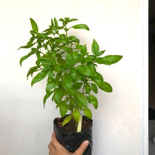 (Category: ) located in . Submitted by urbangardener (Listing ID 1156866308, Image 1). Description: .