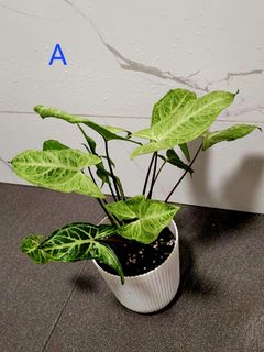 (Category: ) located in . Submitted by citrusa (Listing ID 1156827761, Image 1). Description: .