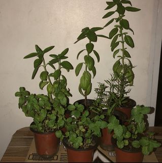 (Category: ) located in . Submitted by urbangardener (Listing ID 1156869337, Image 1). Description: .