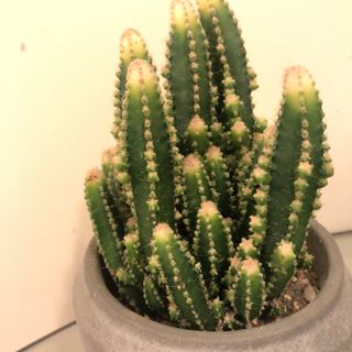 （分類：）位於 。 由 carolmiso 提交（商品編號 1156967088，圖片 1）。簡介： 。