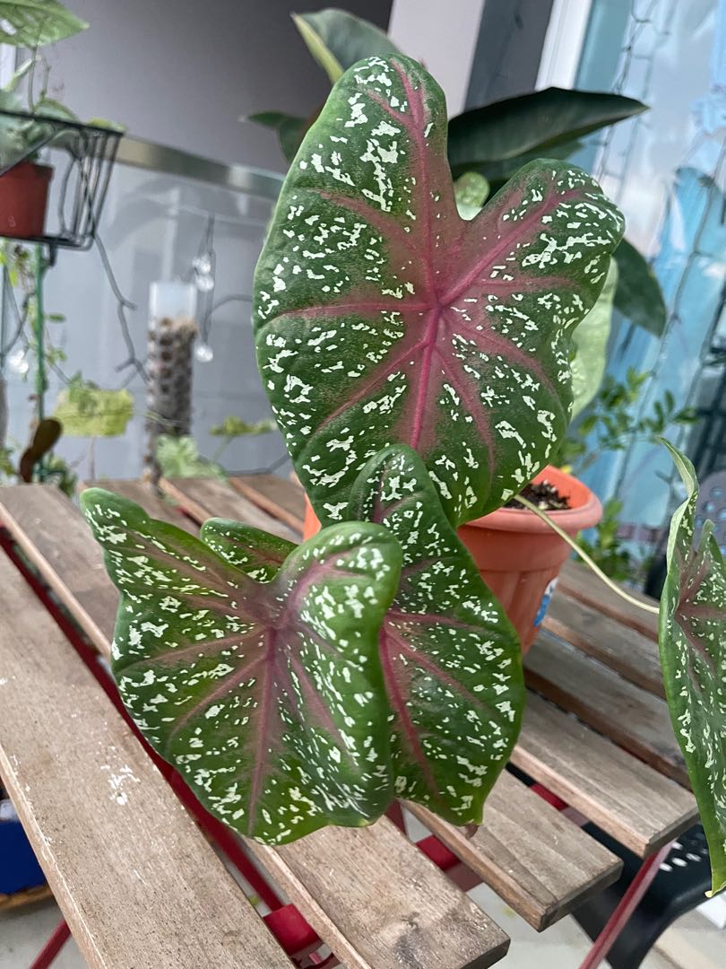 Caladium Heart of Jesus/Hearts Delight, Furniture & Home Living