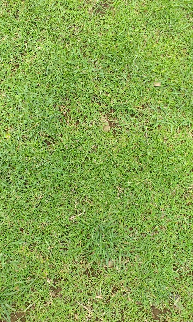 Caraboa grass, frog grass and blue grass, Furniture & Home Living, Gardening, Gardening Tools