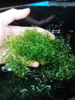(Category: ) located in . Submitted by hessaquatics (Listing ID 1157045886, Image 1). Description: .