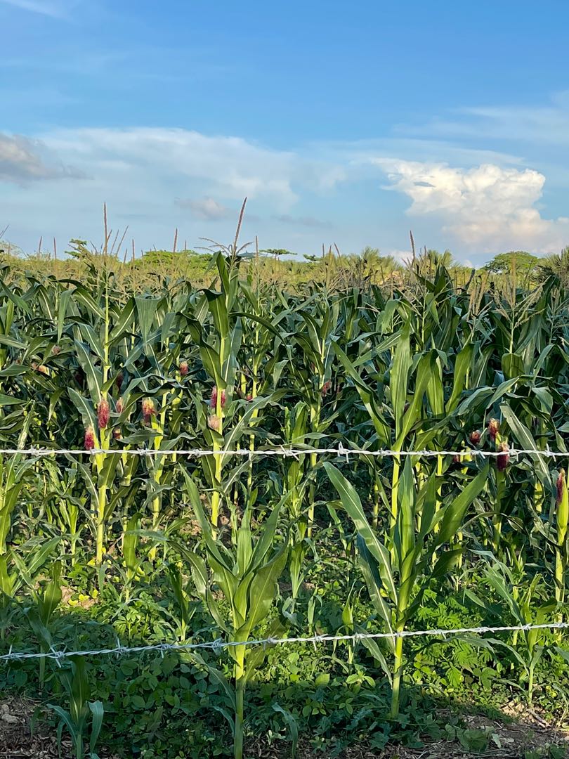 CORN SILAGE FOR SALE!, Everything Else, Others on Carousell