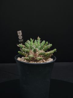 （分類：）位於 。 由 bizarrebotanyhk 提交（商品編號 1157036931，圖片 1）。簡介： 。