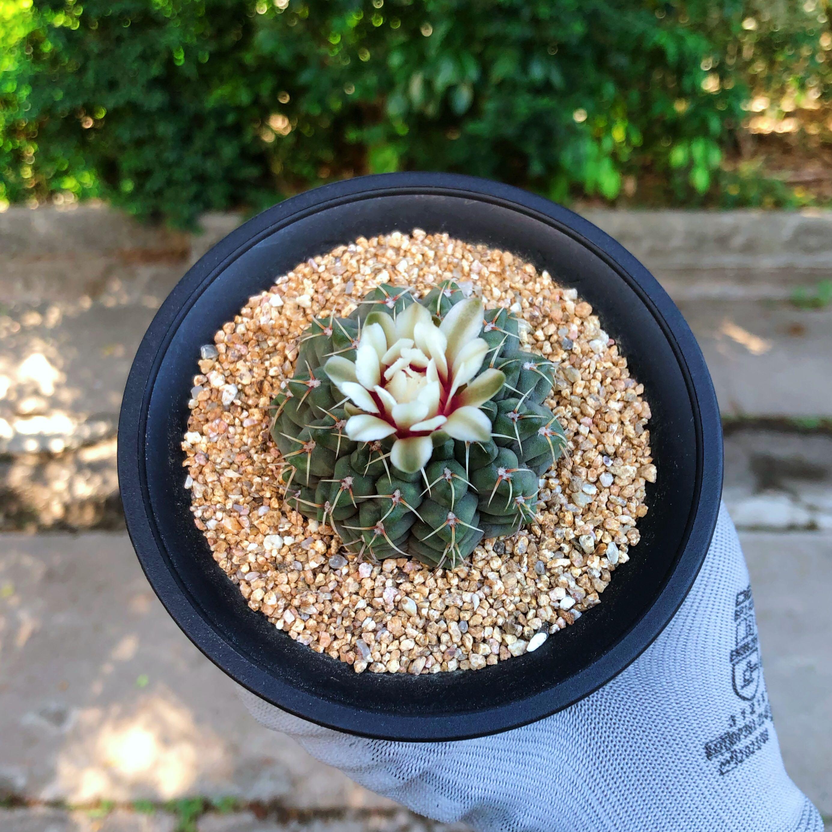 Sg1179 拉根裸萼球開花母本株 多肉植物小盆栽禮物 傢俬 家居 園藝 植物及種子 Carousell