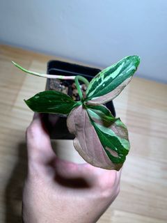 (Category: ) located in . Submitted by plantsforgood (Listing ID 1157087165, Image 1). Description: .