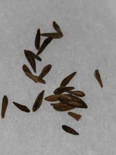 （分類：）位於 。 由 t.s_green 提交（商品編號 1157285194，圖片 1）。簡介： 。