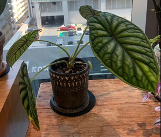 （分類：）位於 。 由 yamfries 提交（商品編號 1157225976，圖片 1）。簡介： 。