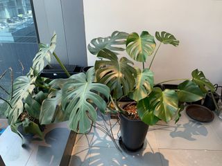 （分類：）位於 。 由 yamfries 提交（商品編號 1157231645，圖片 1）。簡介： 。