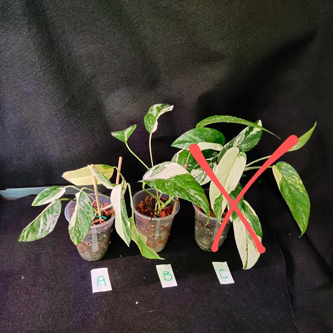 Epipremnum Pinnatum Yellow Variegata, Furniture & Home Living, Gardening,  Plants & Seeds on Carousell