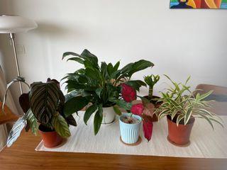 Indoor Plant bundle