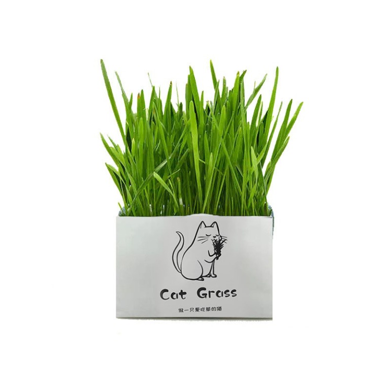 Natural Cat Grass Planting Kit DIY Cat Grass Soilless Fast Growing