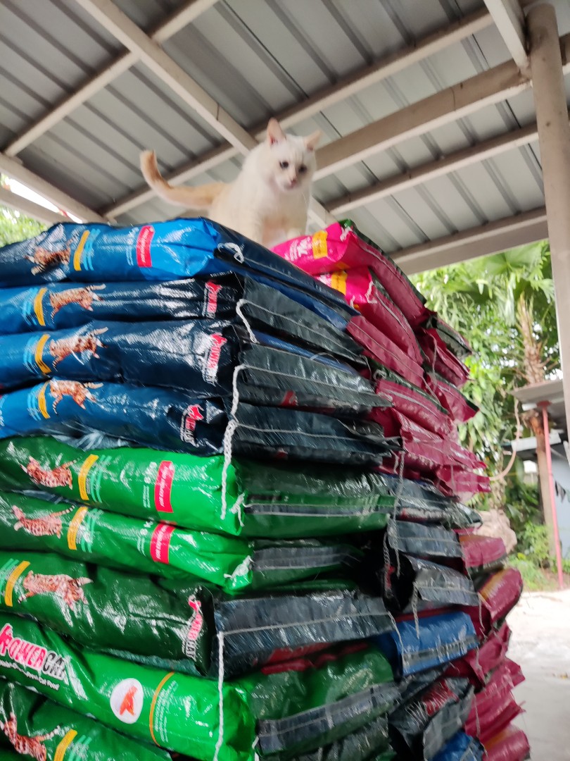 Powercat Organic Halal Catfood Delivery nationwide La Casa de Miao