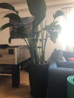 （分類：）位於 。 由 halmuhnee 提交（商品編號 1157120866，圖片 1）。簡介： 。