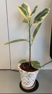 （分類：）位於 。 由 yamfries 提交（商品編號 1157229659，圖片 1）。簡介： 。