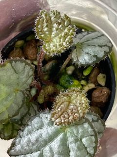 （分類：）位於 。 由 thelostforest 提交（商品編號 1154151387，圖片 1）。簡介： 。