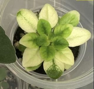 （分類：）位於 。 由 plantcific 提交（商品編號 1157331950，圖片 1）。簡介： 。