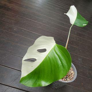 🌱 sectorial Monstera albo