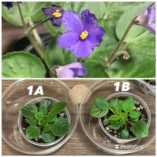 （分類：）位於 。 由 plantcific 提交（商品編號 1157331127，圖片 1）。簡介： 。