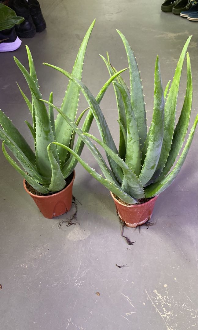 Aloe Vera Edible Plant 10 Each Furniture And Home Living Gardening Plants And Seeds On Carousell 6691