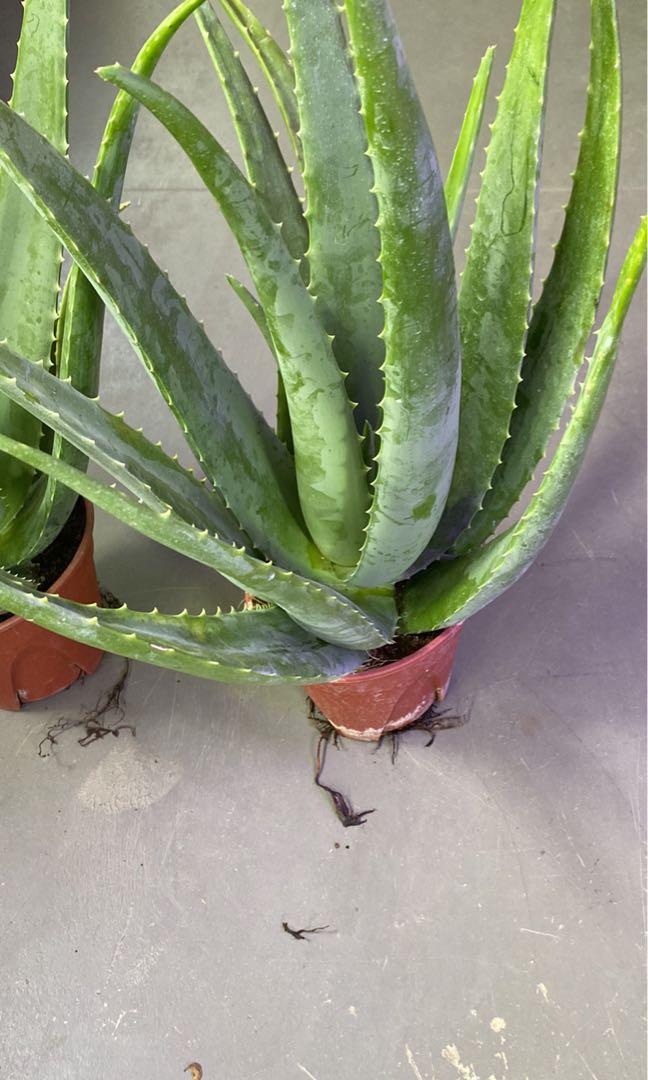 Aloe Vera Edible Plant 10 Each Furniture And Home Living Gardening Plants And Seeds On Carousell 4192