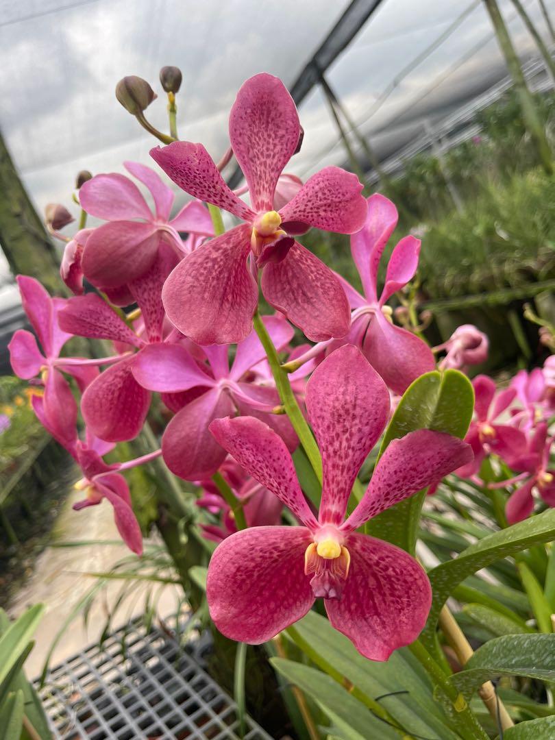 Aranda Bandarayaku Orchid for Sale!!, Furniture & Home Living, Gardening, Plants & Seeds on