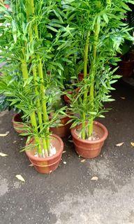 Bamboo Plant Artificial Plant with Pot