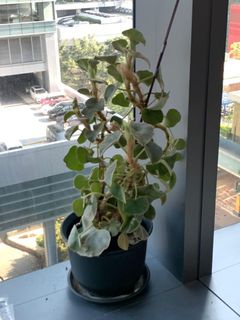 （分類：）位於 。 由 yamfries 提交（商品編號 1157383770，圖片 1）。簡介： 。