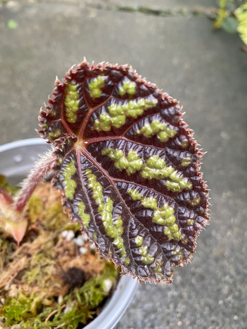 Begonia Xanthina, Furniture & Home Living, Gardening, Plants & Seeds on ...