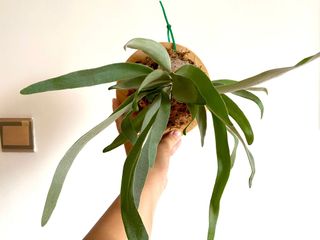 （分類：）位於 。 由 echan_123 提交（商品編號 1157369885，圖片 1）。簡介： 。