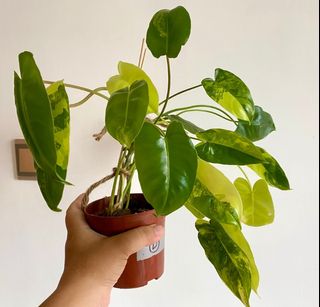 （分類：）位於 。 由 echan_123 提交（商品編號 1157361121，圖片 1）。簡介： 。