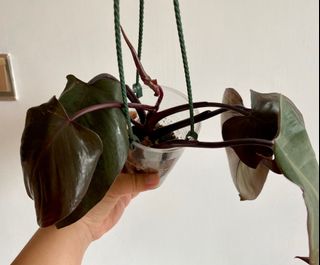 （分類：）位於 。 由 echan_123 提交（商品編號 1157361712，圖片 1）。簡介： 。