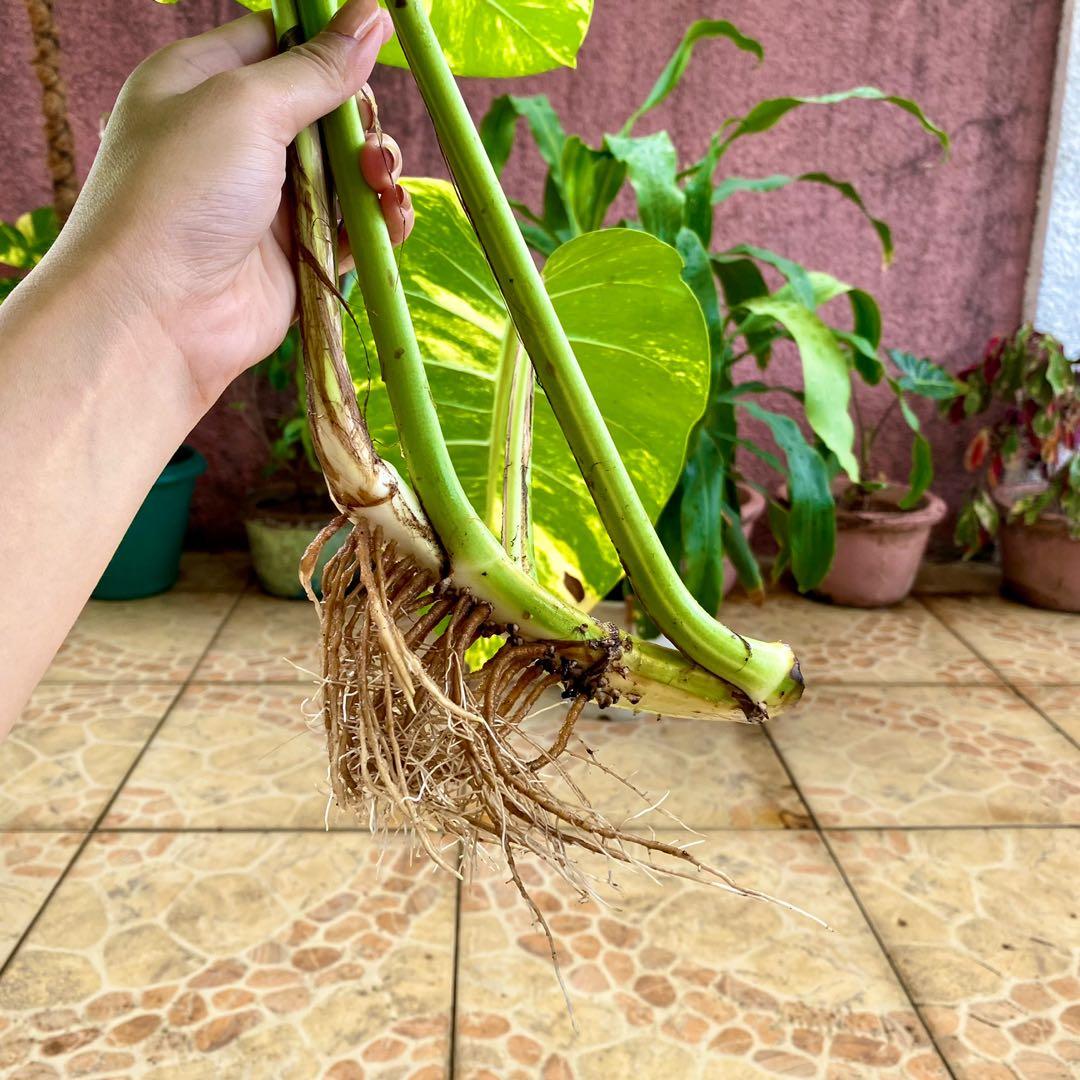 Giant Golden Pothos Cutting, Furniture & Home Living, Gardening, Plants
