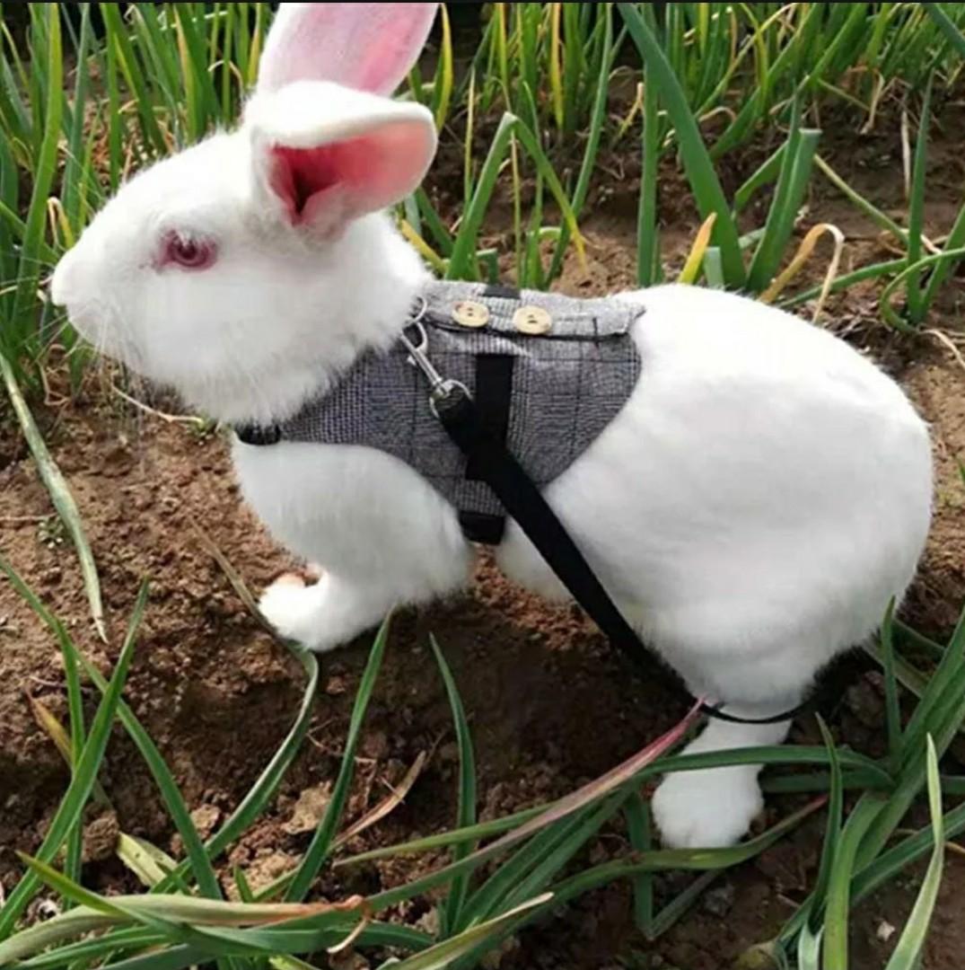 Pet rabbit deals clothes suppliers