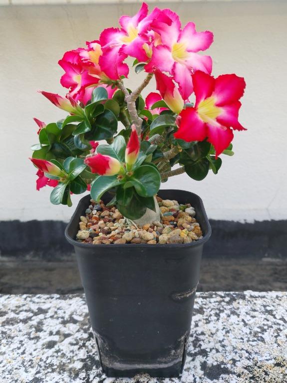 精品迷你沙漠玫瑰adenium 紅花 多肉塊根植物 花已開完 傢俬 家居 園藝 植物及種子 Carousell