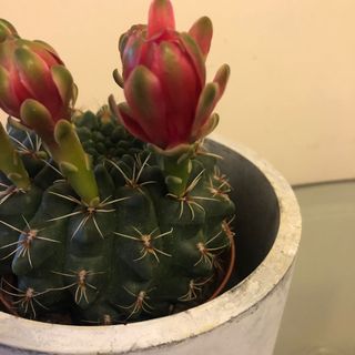（分類：）位於 。 由 carolmiso 提交（商品編號 1157513877，圖片 1）。簡介： 。