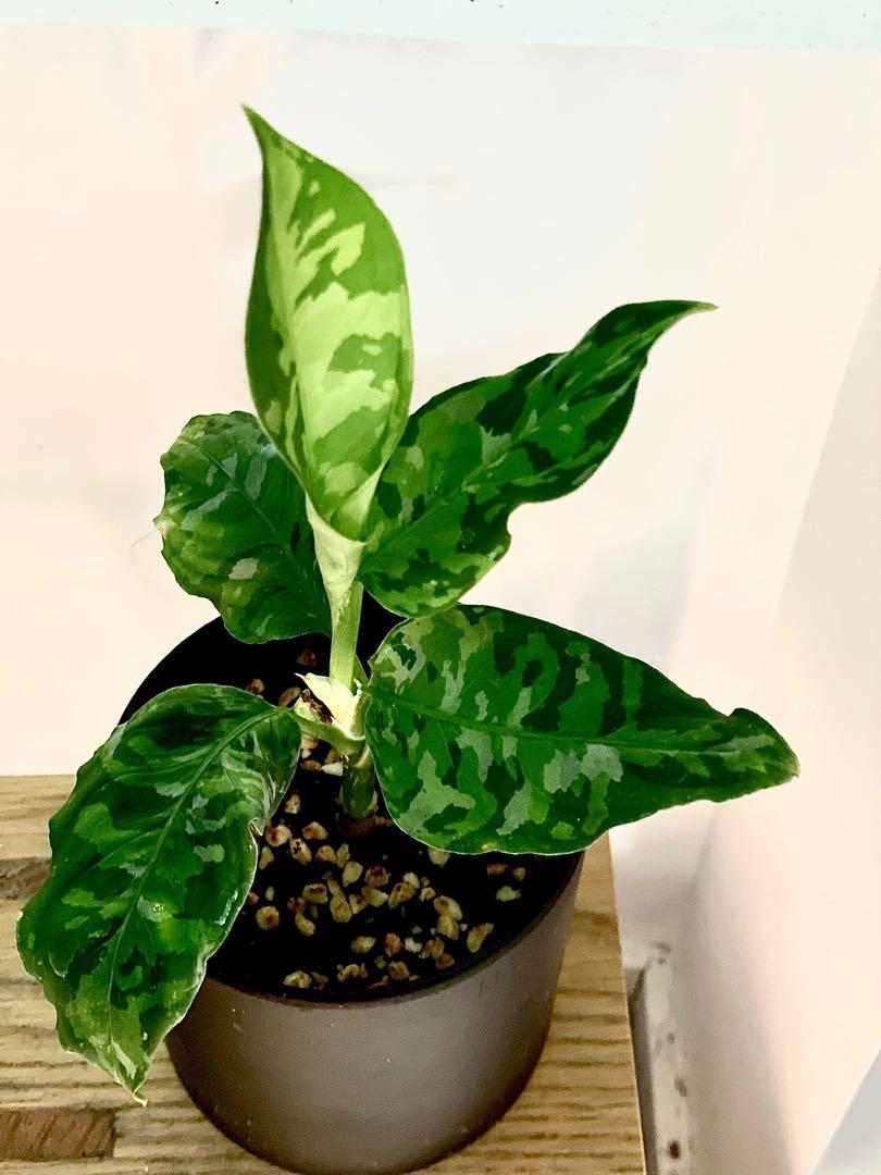 Aglaonema pictume 'Tricolor' 迷彩粗肋草連陶盆, 傢俬＆家居, 園藝 